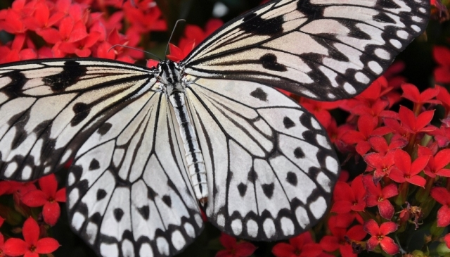 El Maleficio de la Mariposa
